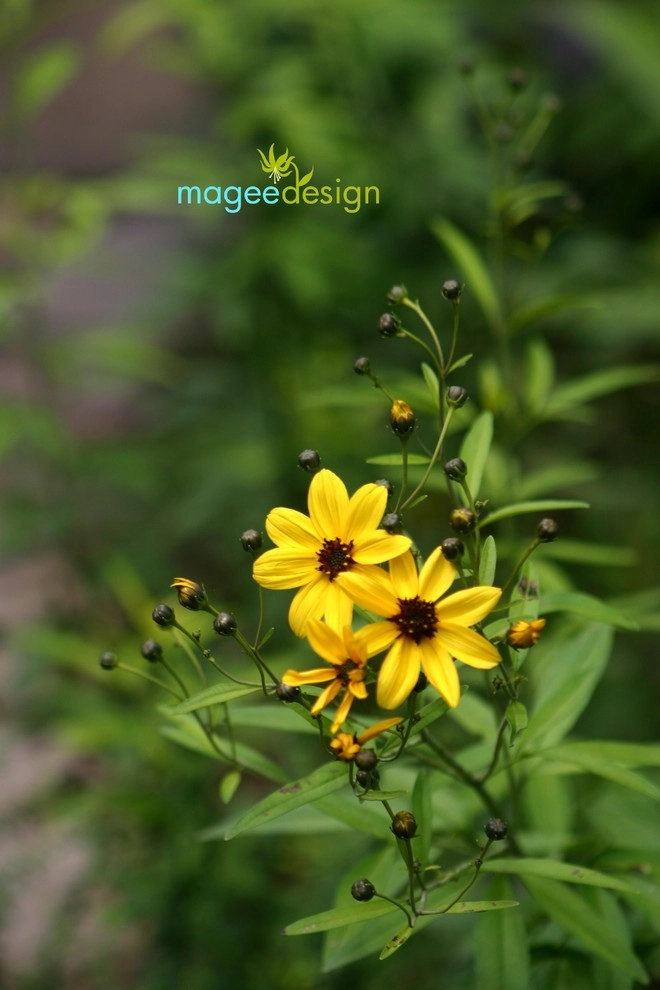 Gnomeo by Magee Design - Photo 3