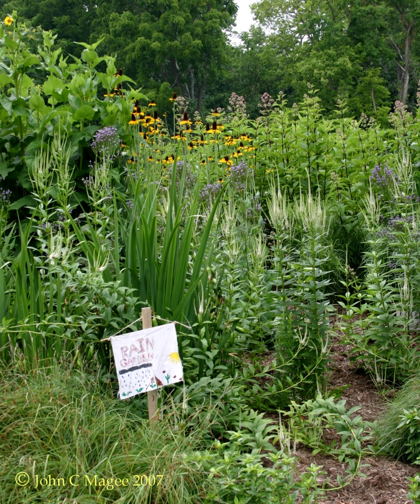 Boyce rain garden by Magee Design - Photo 2
