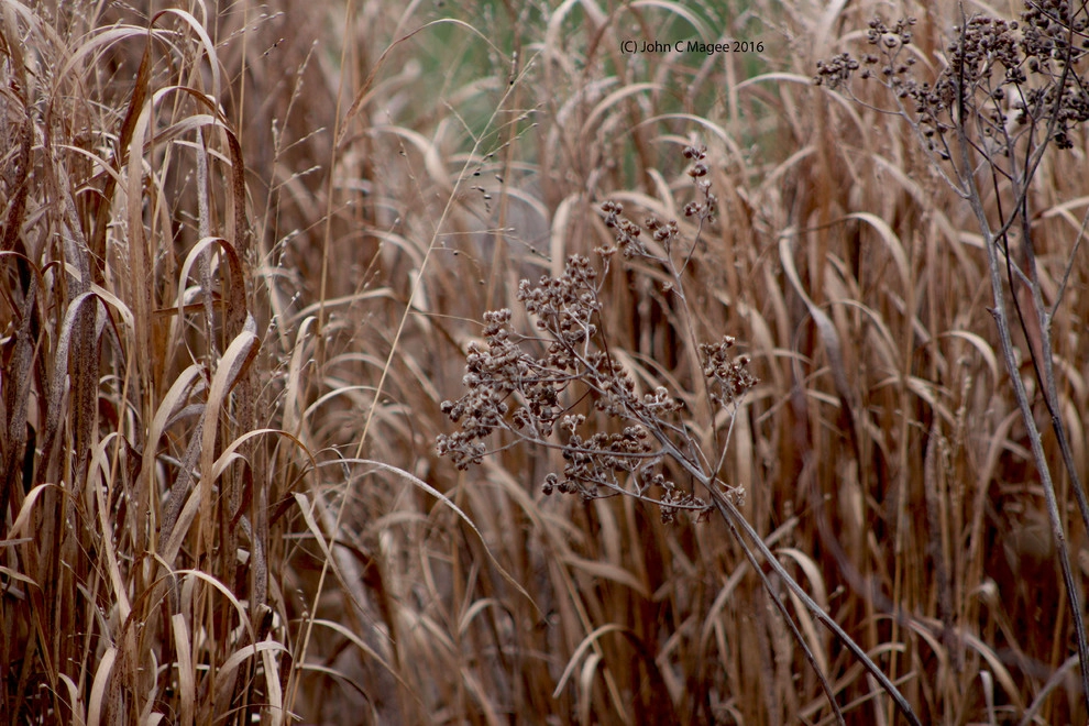 Winter interest by Magee Design - Photo 12
