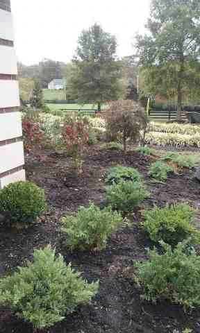 Alberto Alavez Professional Lawn Services LLC 4 by Alberto Alavez Professional Lawn Services LLC - Photo 70