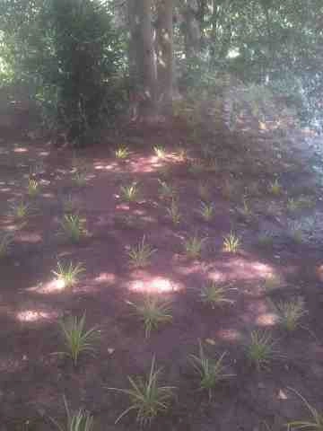 Alberto Alavez Professional Lawn Services LLC 4 by Alberto Alavez Professional Lawn Services LLC - Photo 61