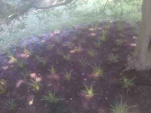 Alberto Alavez Professional Lawn Services LLC 4 by Alberto Alavez Professional Lawn Services LLC - Photo 42