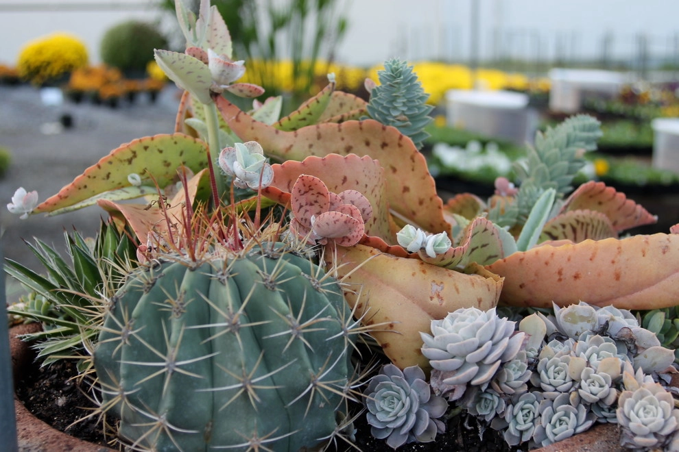 Container Gardening by Martinson's Garden Works - Photo 2