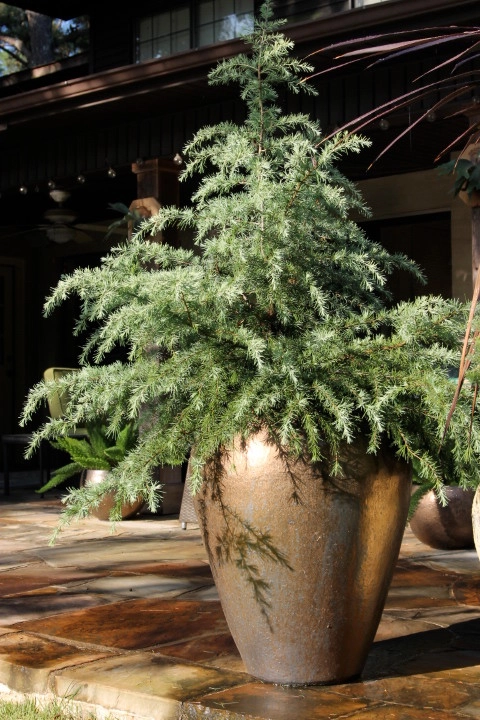 Container Gardening by Martinson's Garden Works - Photo 74