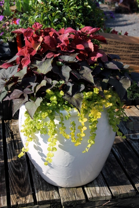 Container Gardening by Martinson's Garden Works - Photo 23