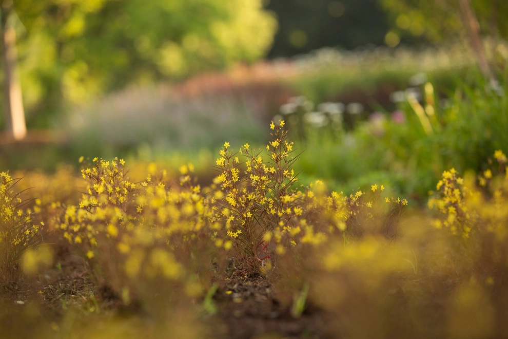North Street by Matteson Landscape Architecture - Photo 14