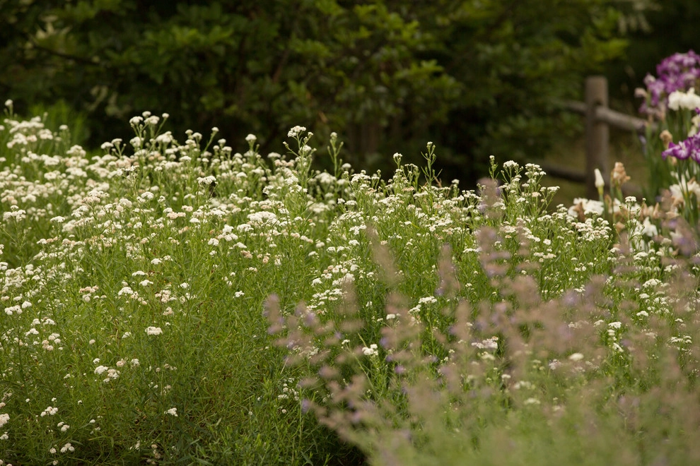 North Street by Matteson Landscape Architecture - Photo 3