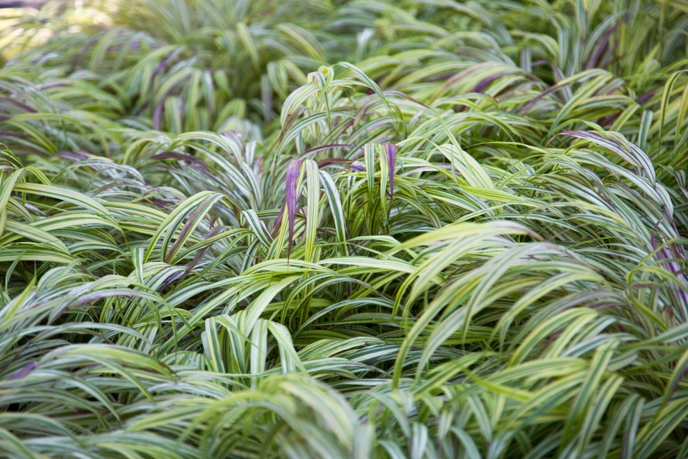 Beech Ledge by Matthew Cunningham Landscape Design LLC - Photo 19