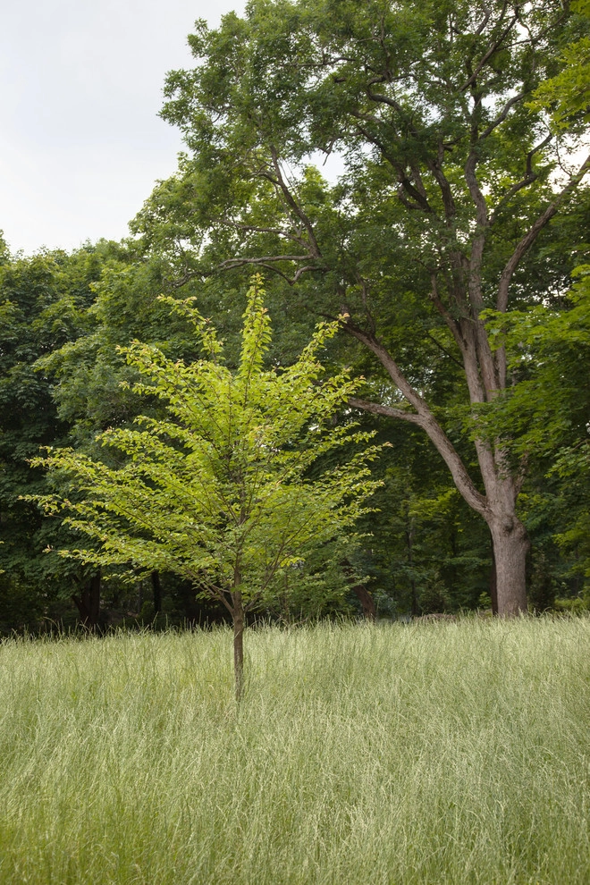 Beech Ledge by Matthew Cunningham Landscape Design LLC - Photo 7