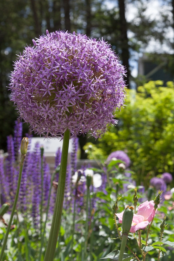 Lawrence Road by Matthew Cunningham Landscape Design LLC - Photo 28
