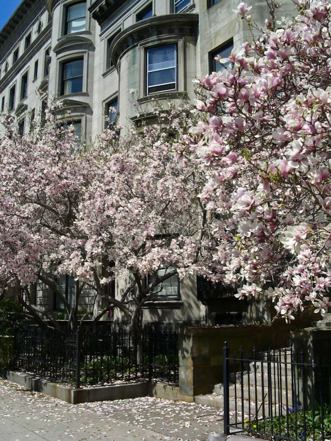 Commonwealth Avenue Rooftop by Matthew Cunningham Landscape Design LLC - Photo 57