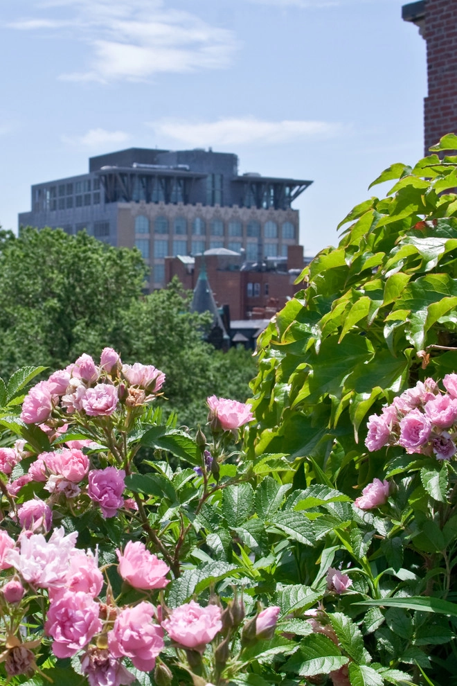 Commonwealth Avenue Rooftop by Matthew Cunningham Landscape Design LLC - Photo 33