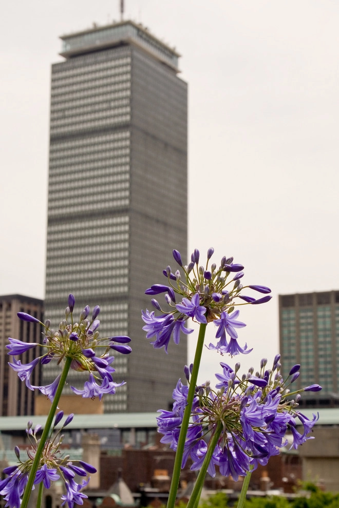 Commonwealth Avenue Rooftop by Matthew Cunningham Landscape Design LLC - Photo 66