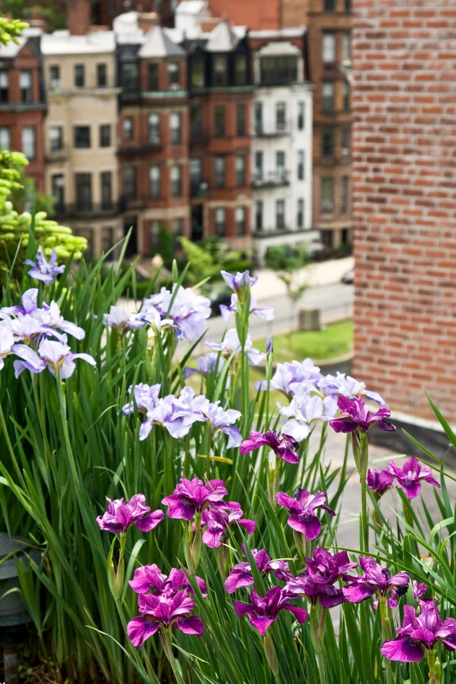 Commonwealth Avenue Rooftop by Matthew Cunningham Landscape Design LLC - Photo 48