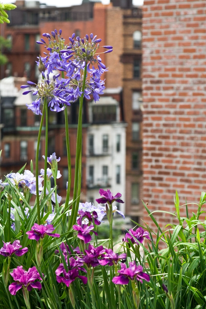 Commonwealth Avenue Rooftop by Matthew Cunningham Landscape Design LLC - Photo 36