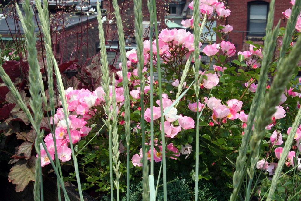 Commonwealth Avenue Rooftop by Matthew Cunningham Landscape Design LLC - Photo 21