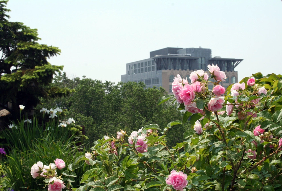 Commonwealth Avenue Rooftop by Matthew Cunningham Landscape Design LLC - Photo 13