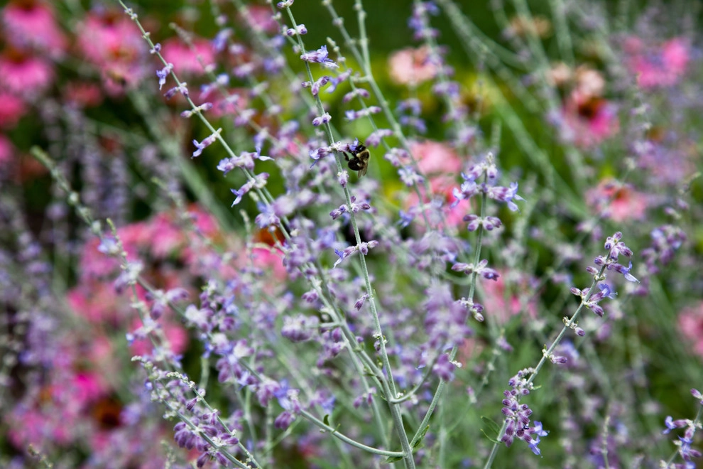 Washington Park by Matthew Cunningham Landscape Design LLC - Photo 8