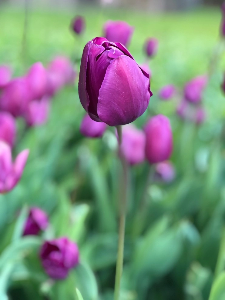 Anne Roberts Gardens, Inc. by Anne Roberts Gardens, Inc. - Photo 14