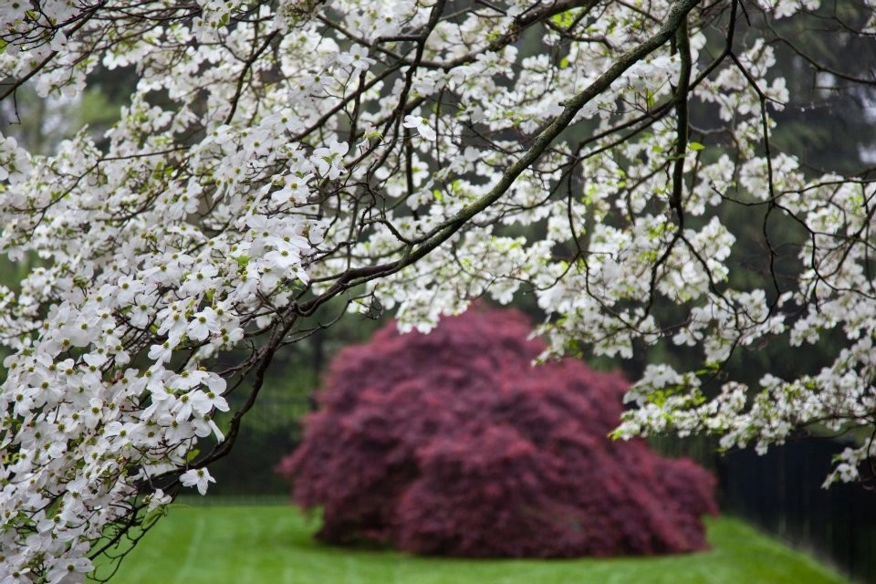 Charles River Garden by Matthew Cunningham Landscape Design LLC - Photo 6
