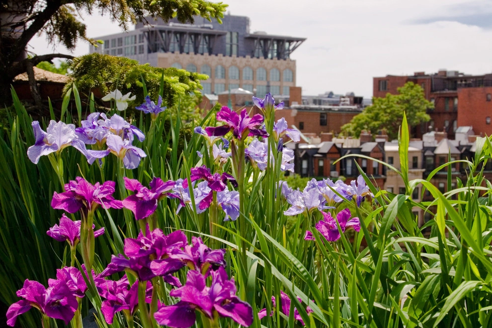Commonwealth Avenue Rooftop by Matthew Cunningham Landscape Design LLC - Photo 2