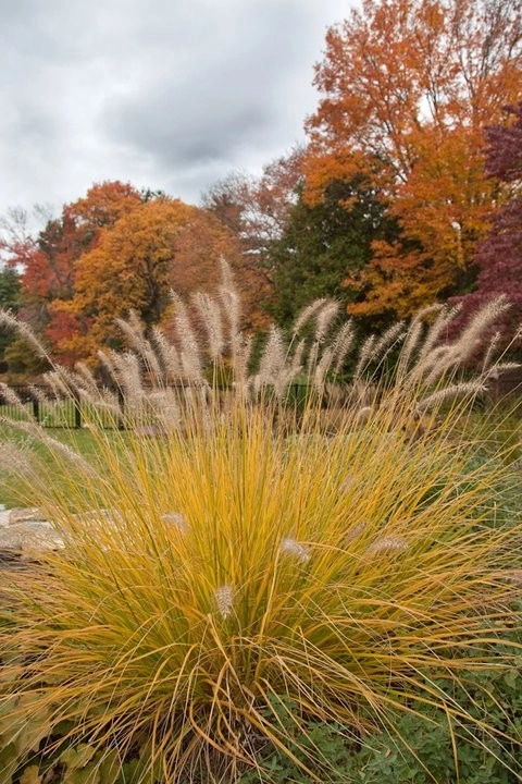 Charles River Garden by Matthew Cunningham Landscape Design LLC - Photo 2