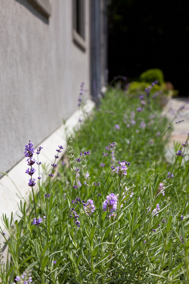 Beech Ledge by Matthew Cunningham Landscape Design LLC - Photo 31