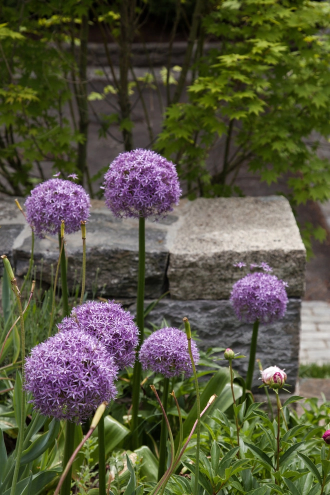 Lawrence Road by Matthew Cunningham Landscape Design LLC - Photo 7