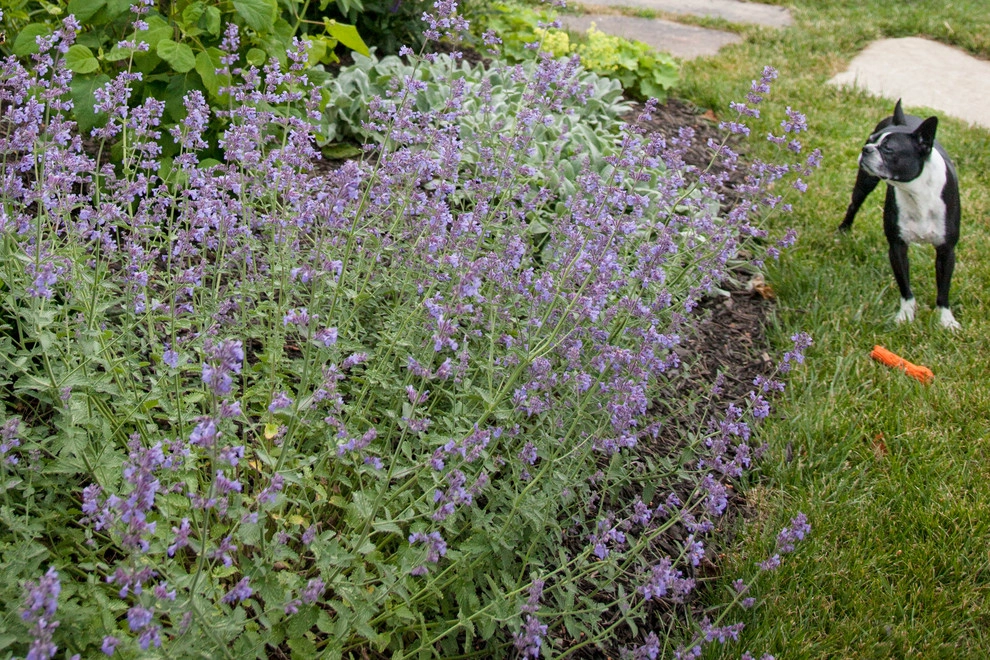 Clamshell Alley by Matthew Cunningham Landscape Design LLC - Photo 42
