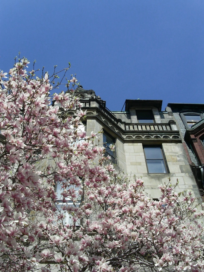 Commonwealth Avenue Rooftop by Matthew Cunningham Landscape Design LLC - Photo 32
