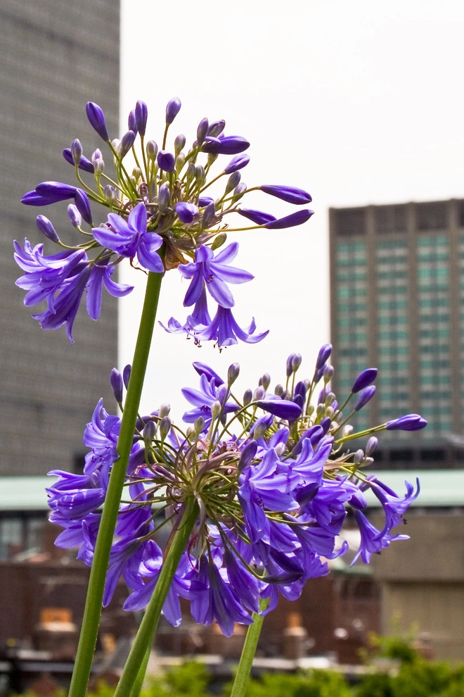 Commonwealth Avenue Rooftop by Matthew Cunningham Landscape Design LLC - Photo 47