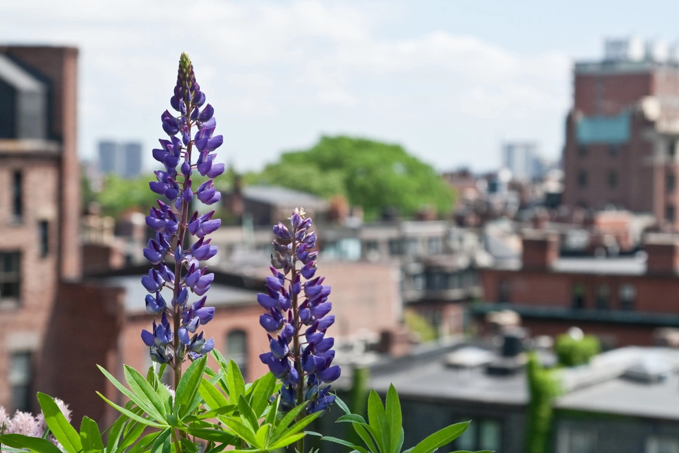 Commonwealth Avenue Rooftop by Matthew Cunningham Landscape Design LLC - Photo 29