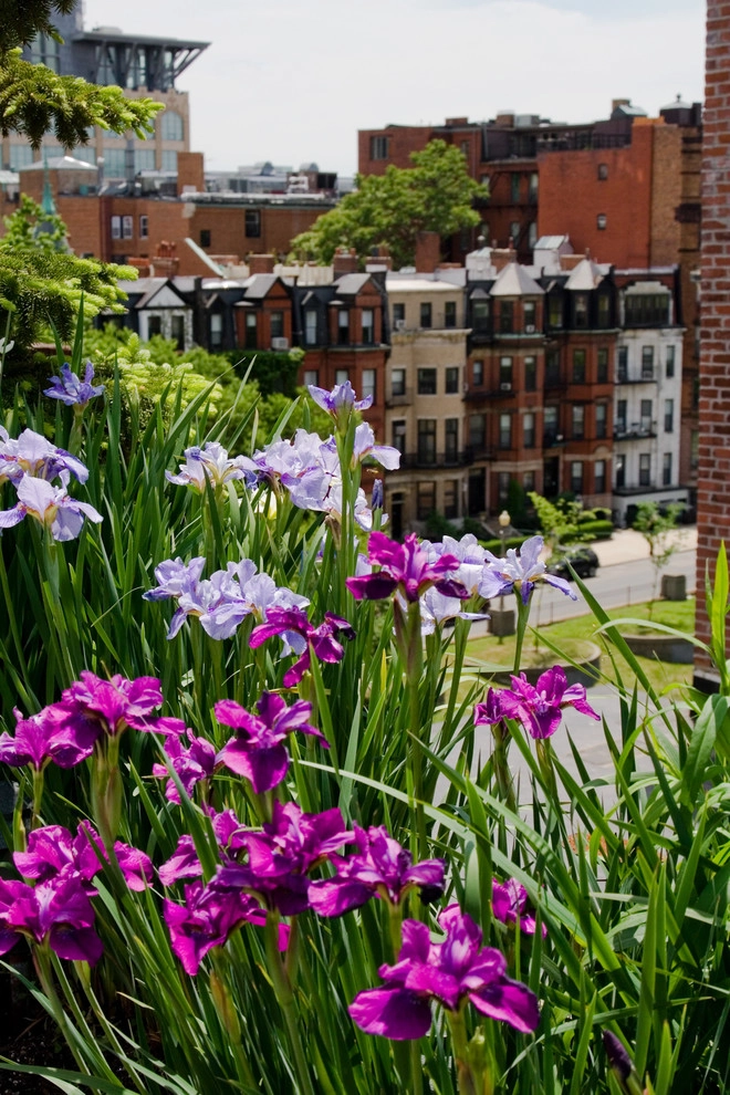 Commonwealth Avenue Rooftop by Matthew Cunningham Landscape Design LLC - Photo 51