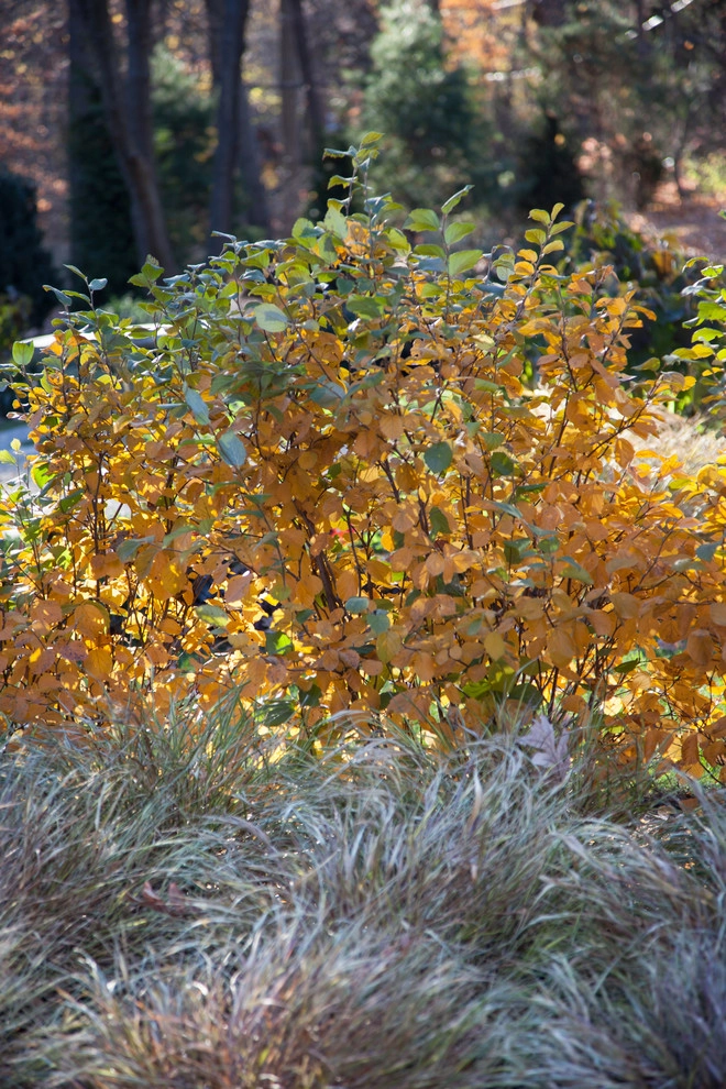 Beech Ledge by Matthew Cunningham Landscape Design LLC - Photo 63