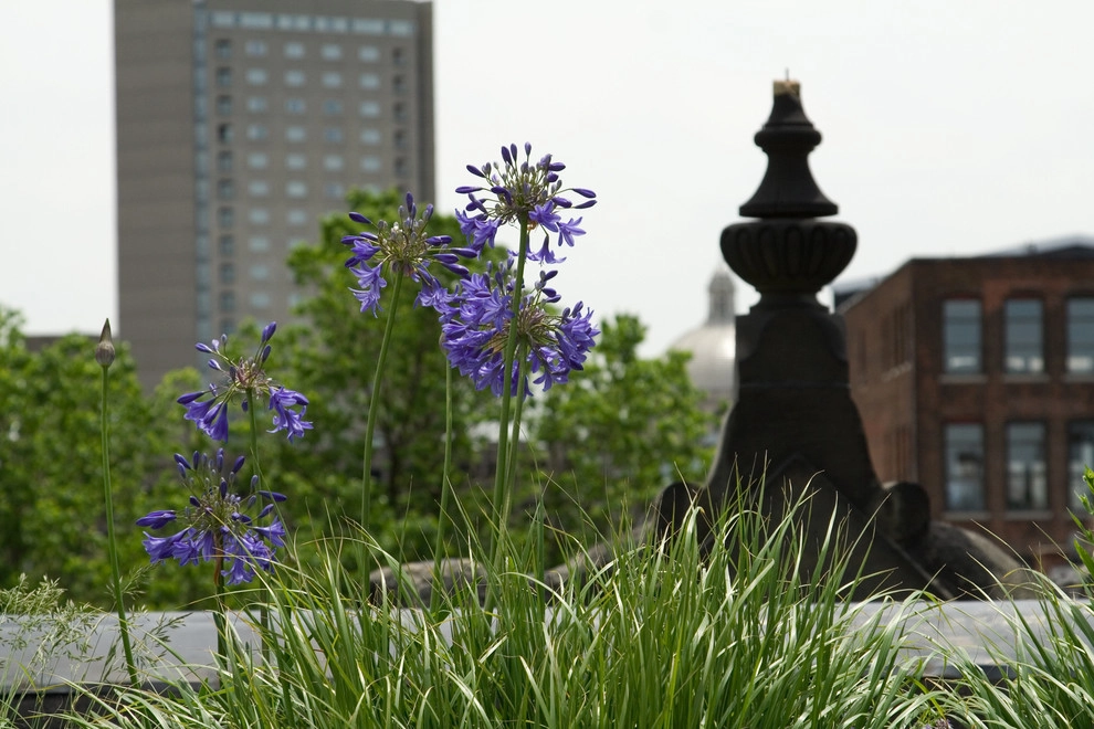 Commonwealth Avenue Rooftop by Matthew Cunningham Landscape Design LLC - Photo 12