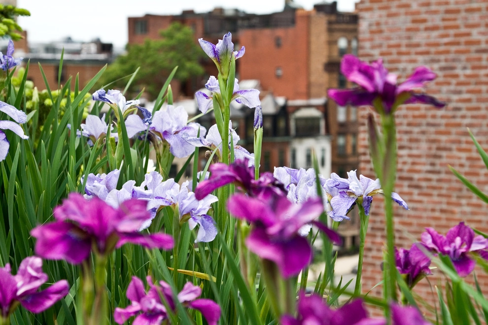 Commonwealth Avenue Rooftop by Matthew Cunningham Landscape Design LLC - Photo 31