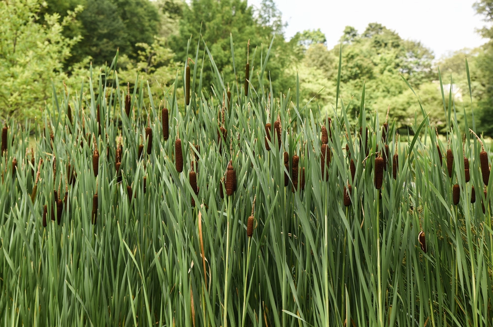 Warren Estate by Matthew Cunningham Landscape Design LLC - Photo 71