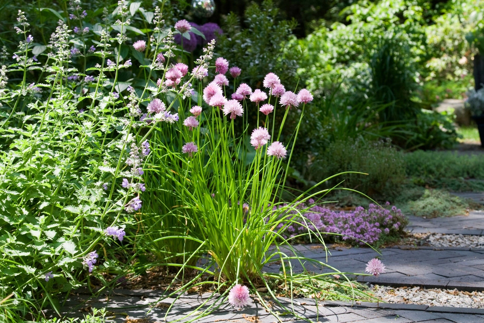 Belmont Hill Residence by Matthew Cunningham Landscape Design LLC - Photo 44