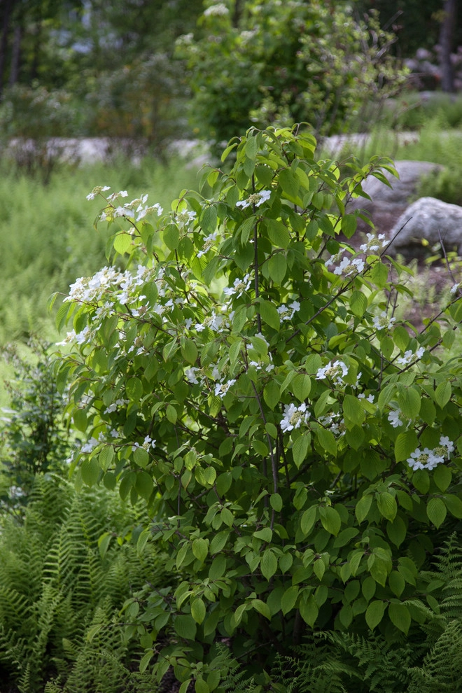 Clamshell Alley by Matthew Cunningham Landscape Design LLC - Photo 33