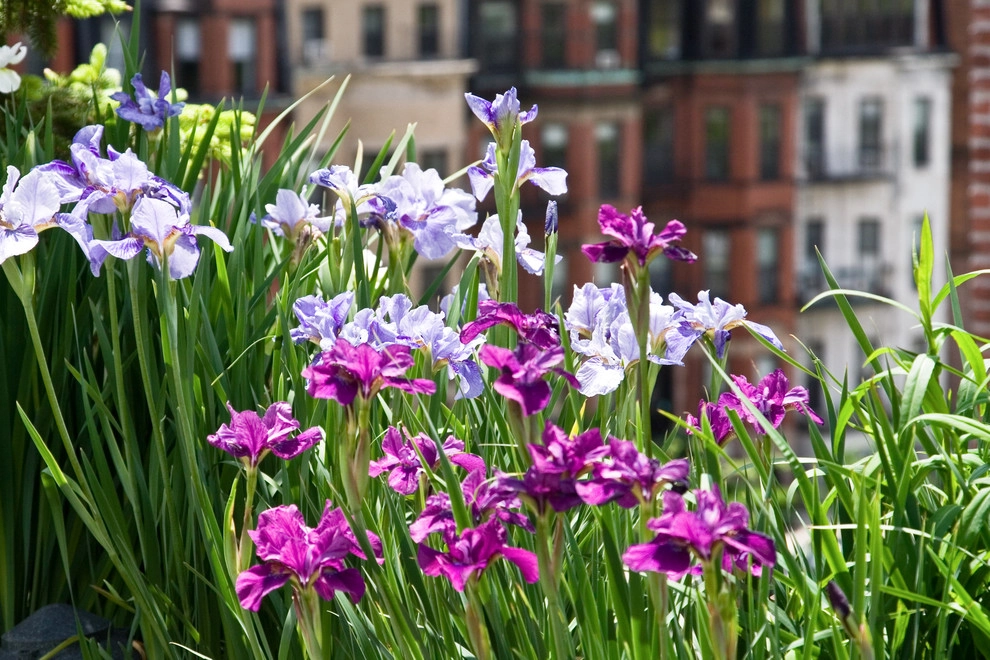 Commonwealth Avenue Rooftop by Matthew Cunningham Landscape Design LLC - Photo 49