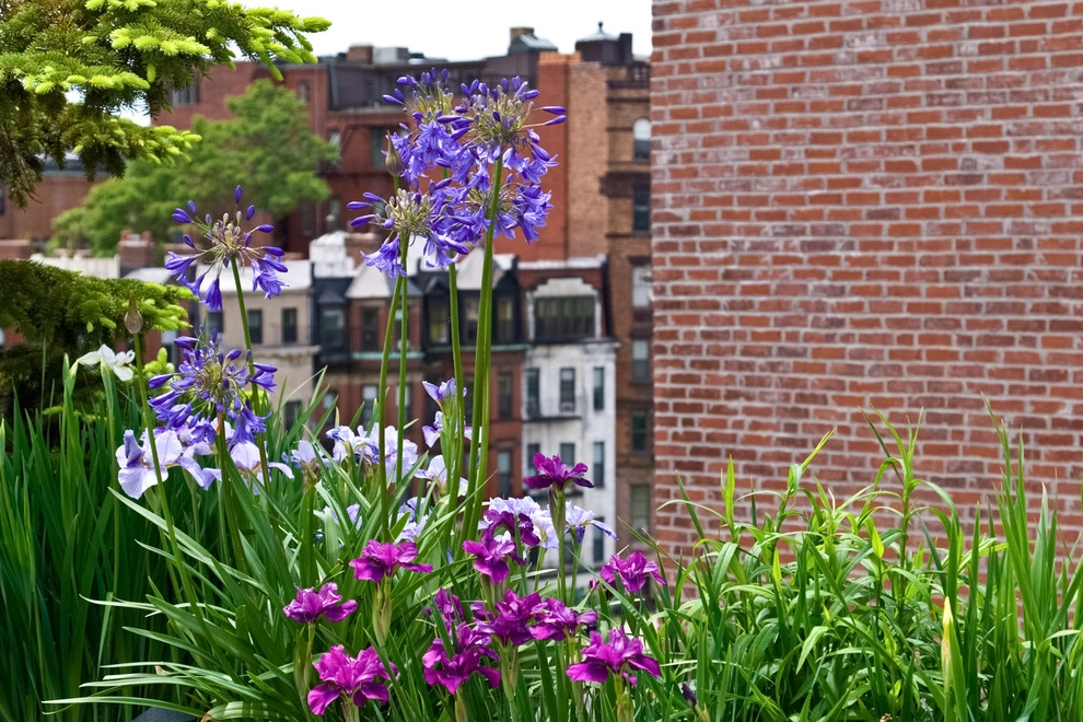 Commonwealth Avenue Rooftop by Matthew Cunningham Landscape Design LLC - Photo 40