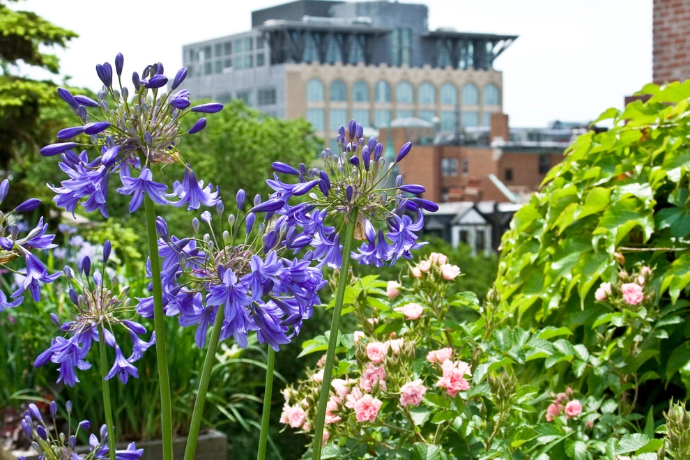Commonwealth Avenue Rooftop by Matthew Cunningham Landscape Design LLC - Photo 4