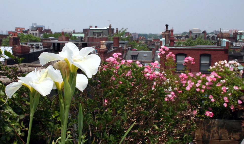 Commonwealth Avenue Rooftop by Matthew Cunningham Landscape Design LLC - Photo 28