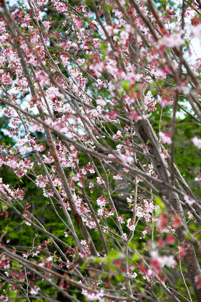 Warren Estate by Matthew Cunningham Landscape Design LLC - Photo 13