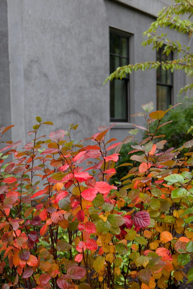 Beech Ledge by Matthew Cunningham Landscape Design LLC - Photo 11