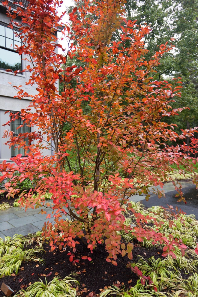 Beech Ledge by Matthew Cunningham Landscape Design LLC - Photo 40