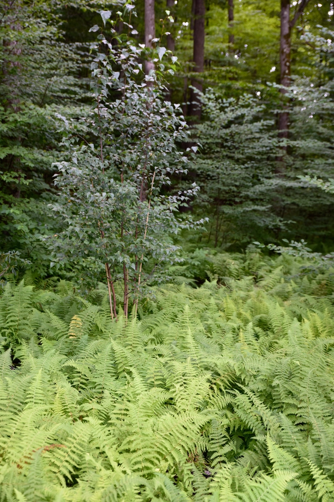 A Writer's Retreat by Matthew Cunningham Landscape Design LLC - Photo 21