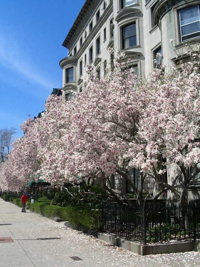 Commonwealth Avenue Rooftop by Matthew Cunningham Landscape Design LLC - Photo 37