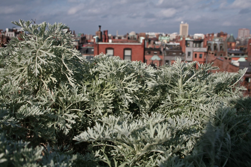 Commonwealth Avenue Rooftop by Matthew Cunningham Landscape Design LLC - Photo 26