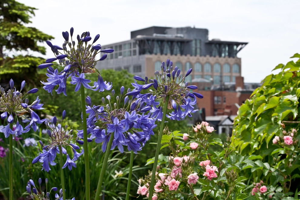 Commonwealth Avenue Rooftop by Matthew Cunningham Landscape Design LLC - Photo 61